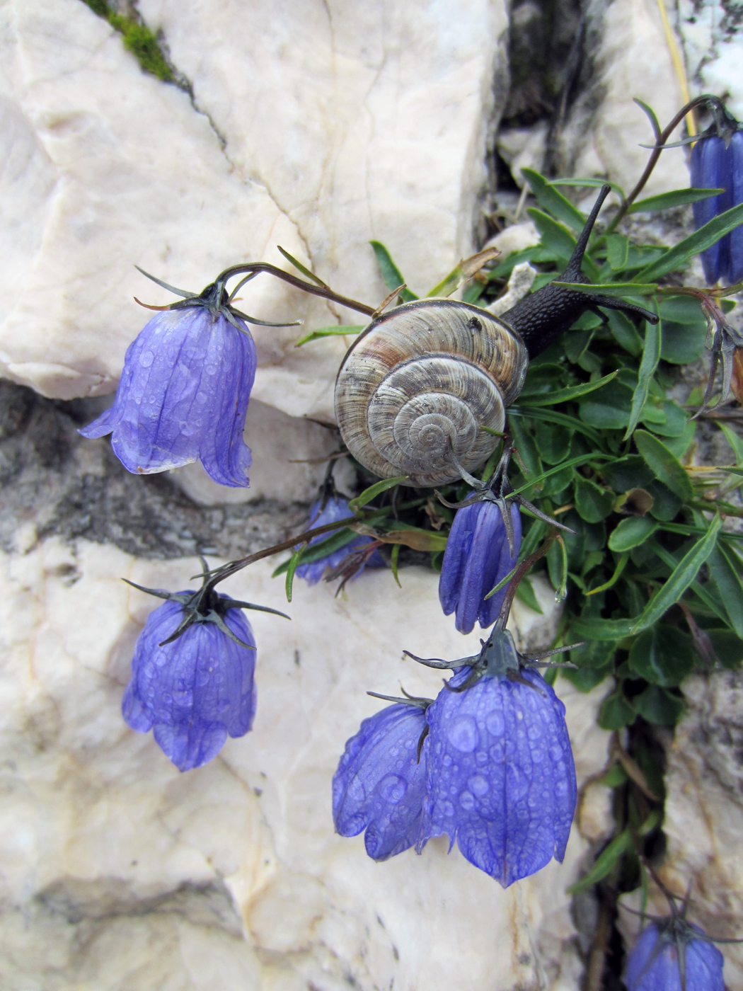  Bluebells and snail 